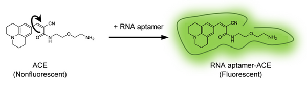 ACE fluorogenic ligand for Okra L size
